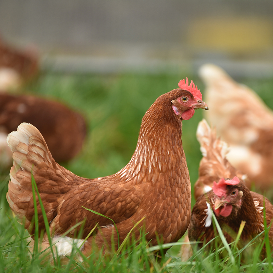 Chickens in outdoor pasture.
