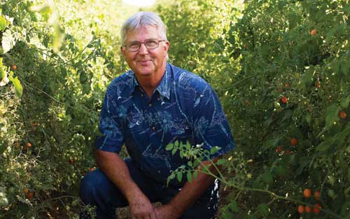 man crouching between tomato plants