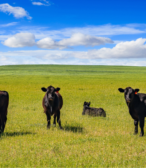 Cows grazing in a field